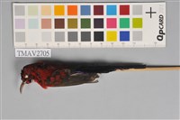 藏品(爪哇太陽鳥)的圖片